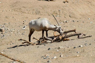 Sheep on sand