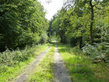 Road amidst trees in forest