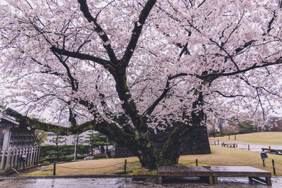 View of cherry tree in park