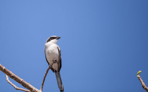 Loggerhead shrike bird lanius ludovicianus perches on a tree in fort myers, florida