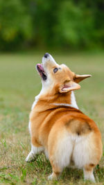 Orange and white corgi sits obediently in a green field