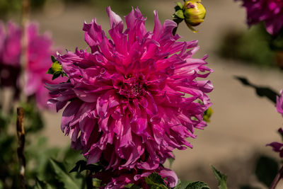 Close-up of pink flowering plant in park
