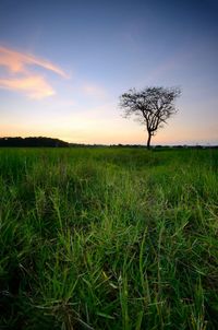 Bare tree on field against sky during sunset