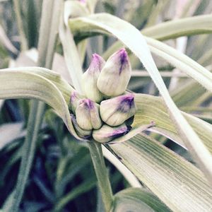 Close-up of purple flowers