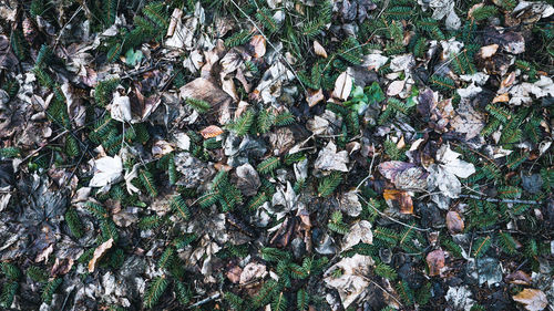 High angle view of trees growing on field