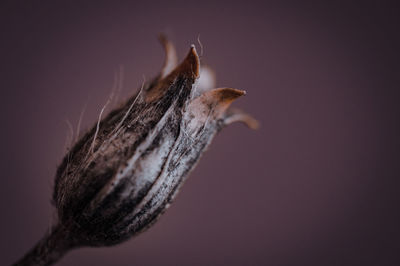 Close-up of plant