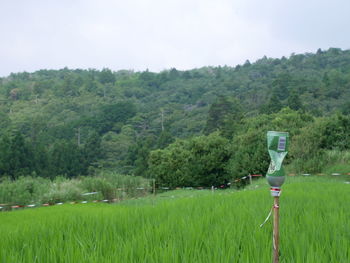 Scenic view of trees on field against sky