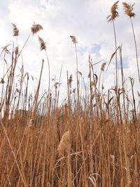 Close-up of stalks in field against sky