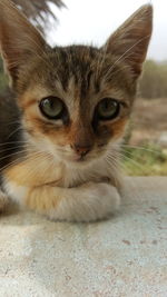 Close-up portrait of kitten sitting outdoors