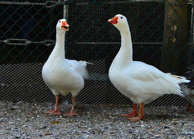 Close-up of white duck