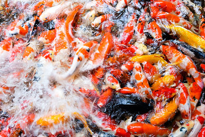 High angle view of koi carps swimming in lake