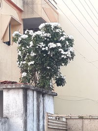 Potted plant against building