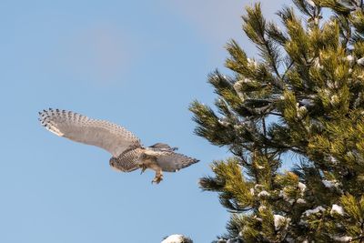 Low angle view of eagle flying against clear sky