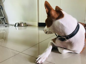 Dog sitting on tiled floor at home
