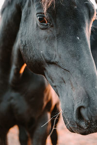 Close-up portrait of horse