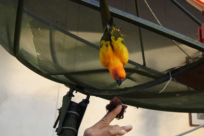 Person holding bird