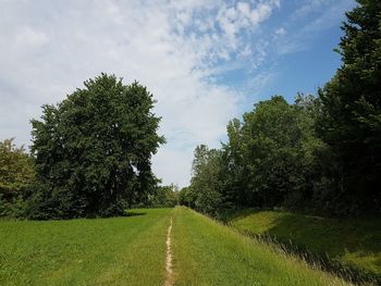 Trees on field against sky