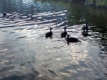 High angle view of ducks in lake