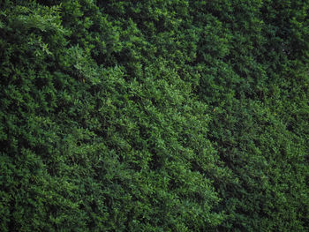 Full frame shot of trees in forest