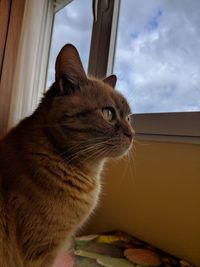 Close-up of a cat looking away