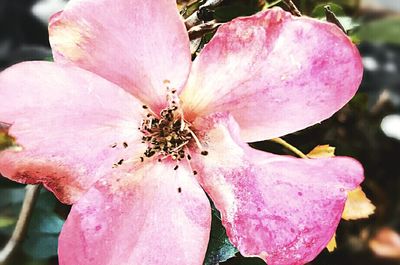 Close-up of pink flower blooming