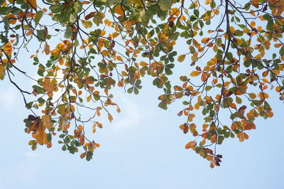 Low angle view of tree leaves against sky