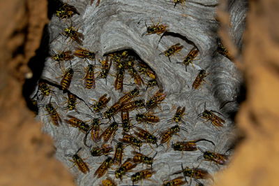 Close-up of an animal on tree trunk