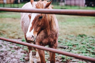 Horse standing in pen at farm