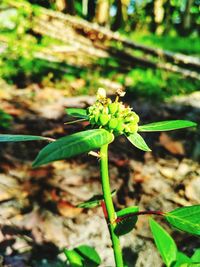 Close-up of green plant