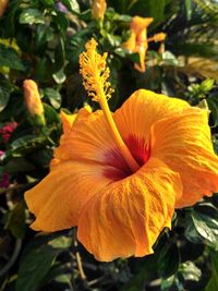 Close-up of orange day lily blooming outdoors