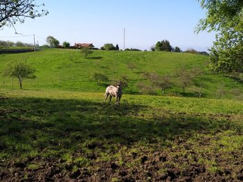 Sheep in a field