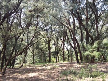 Trees in forest