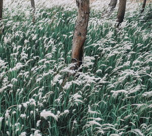 Plants growing on land