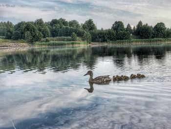 Ducks swimming in lake
