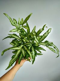 Close-up of hand holding leaf against white background