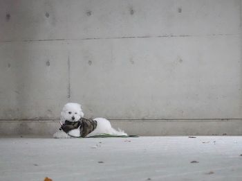 Portrait of white dog sitting on wall