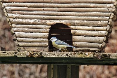 Close-up of bird perching on wood