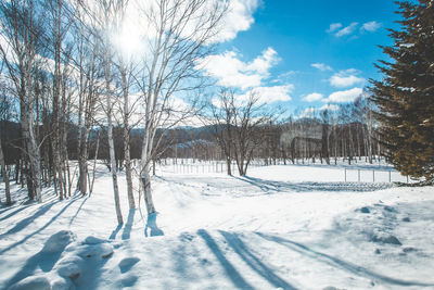 Trees on snow covered landscape