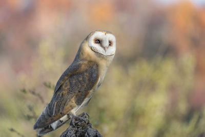 Close-up of owl perching