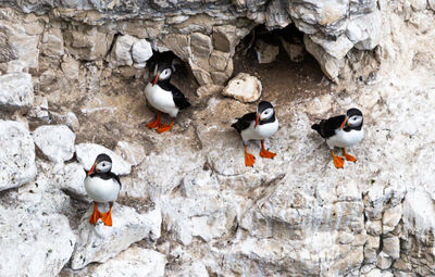 High angle view of bird perching on rock