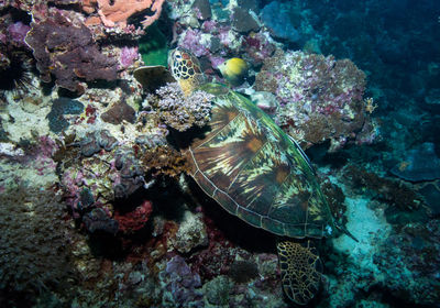 Close-up of coral underwater