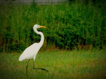 Close-up of white bird on grass against trees