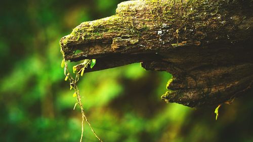 Close-up of lizard on tree