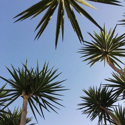 Low angle view of palm trees against clear sky