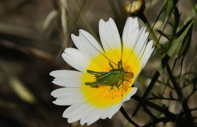 Close-up of yellow flower blooming outdoors