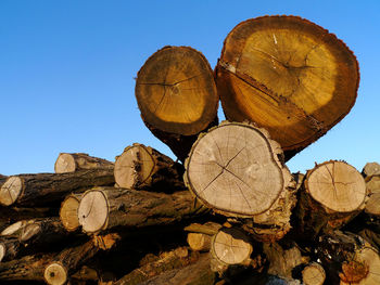 Stack of logs in forest against clear blue sky