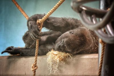 Close-up of monkey hanging on rope