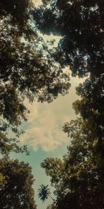 Low angle view of trees against sky