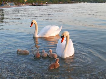 Swans swimming in lake