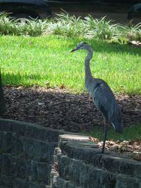 Gray heron on grass